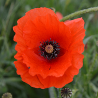Wildflower Field Poppy